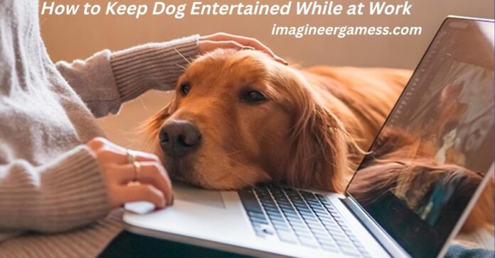 How to Keep Dog Entertained While at Work